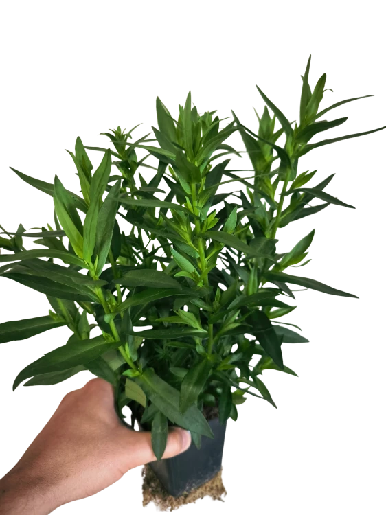 Aster nowobelgijski Maggie