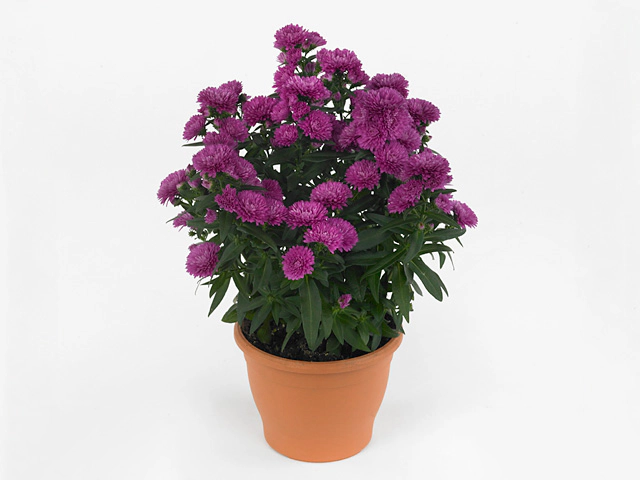 Aster nowobelgijski Maggie