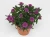 Aster nowobelgijski Maggie