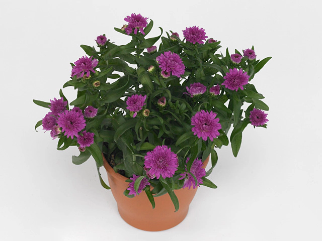 Aster nowobelgijski Maggie