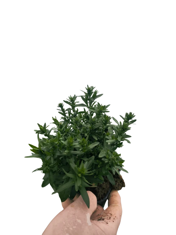 Aster nowobelgijski Maggie