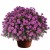 Aster nowobelgijski Maggie