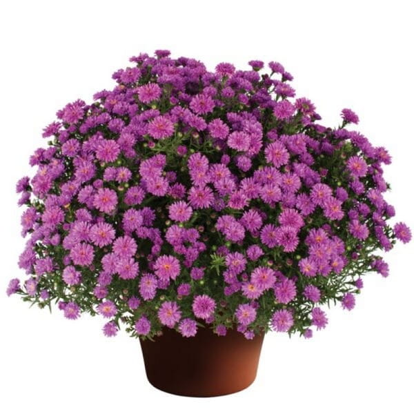 Aster nowobelgijski Maggie