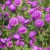 Aster nowobelgijski Maggie