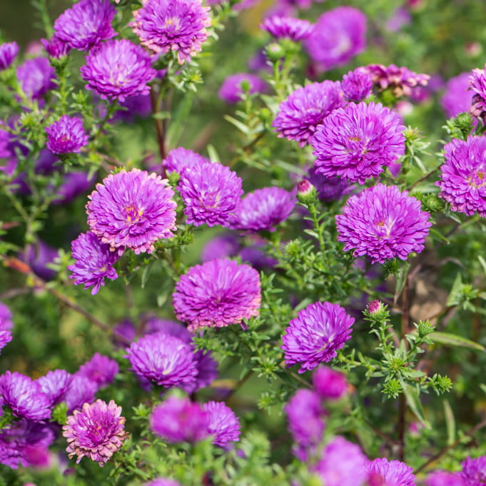 Aster nowobelgijski Maggie
