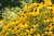 Rudbekia błyskotliwa Goldsturm