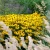 Rudbekia błyskotliwa Goldsturm