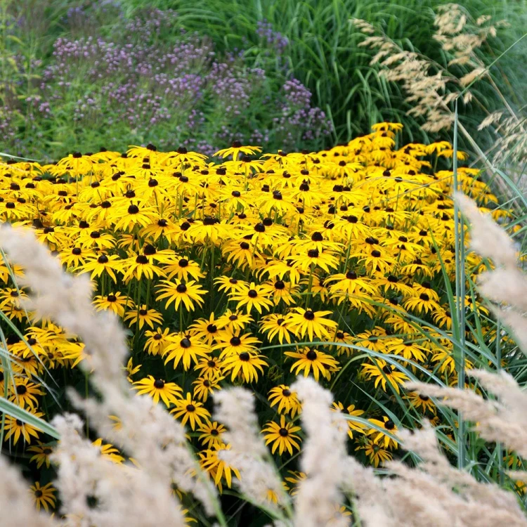 Rudbekia błyskotliwa Goldsturm