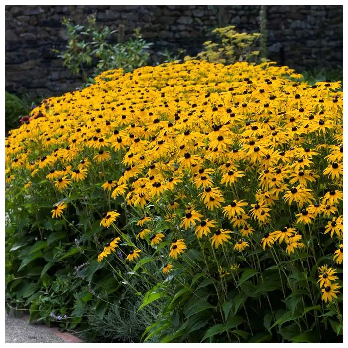 Rudbekia błyskotliwa Goldsturm