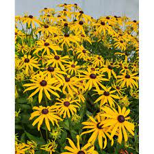 Rudbekia błyskotliwa Goldsturm