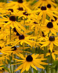 Rudbekia błyskotliwa Goldsturm