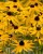 Rudbekia błyskotliwa Goldsturm