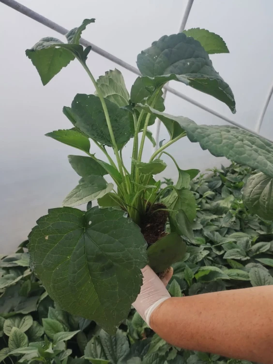 Rudbekia błyskotliwa Goldsturm