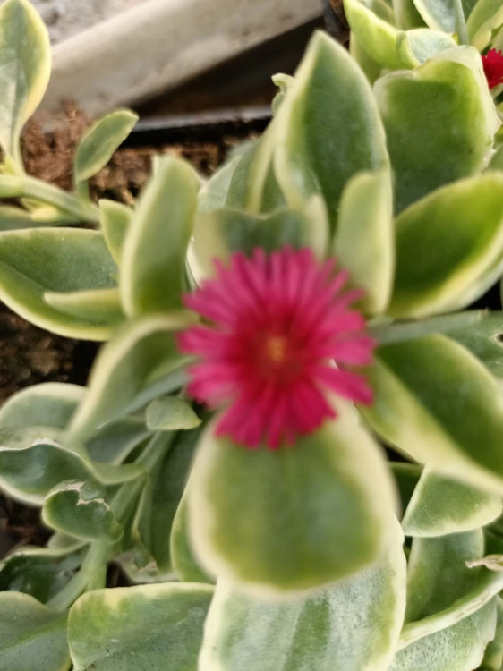 Aptenia sercolistna