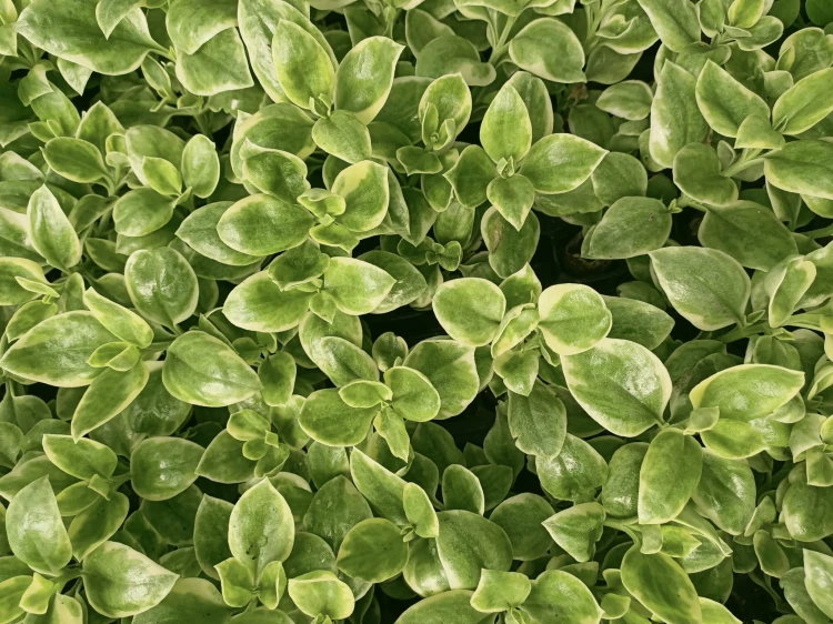 Aptenia sercolistna