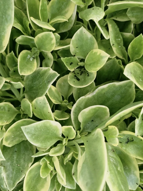 Aptenia sercolistna
