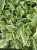 Aptenia sercolistna