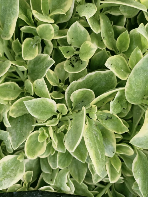 Aptenia sercolistna