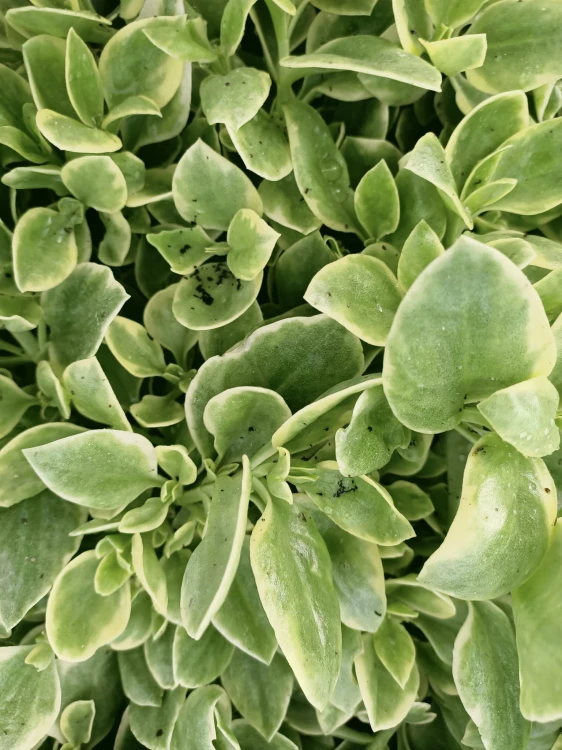 Aptenia sercolistna