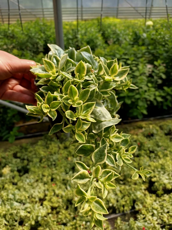 Aptenia sercolistna