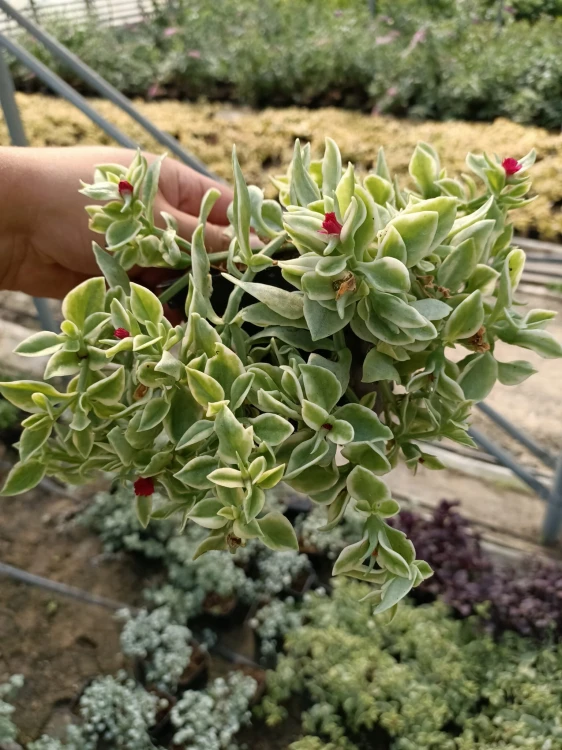 Aptenia sercolistna