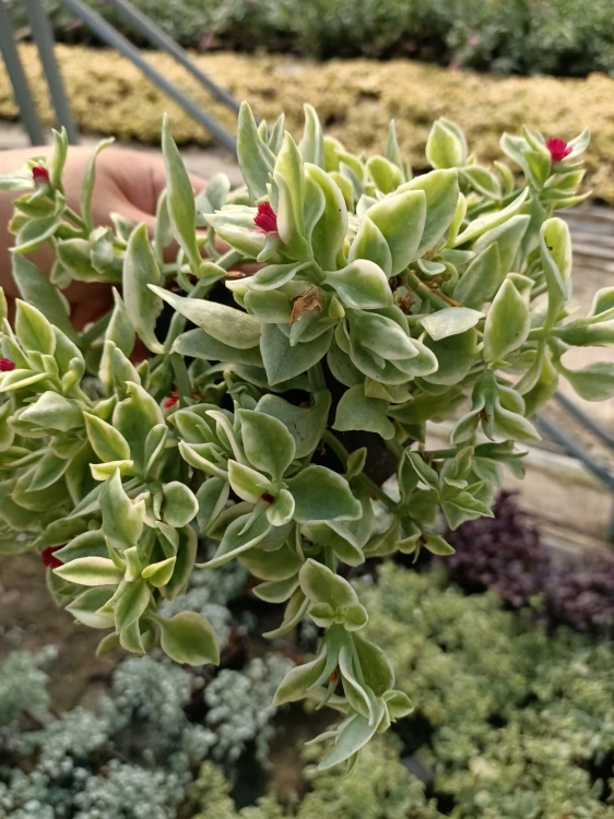 Aptenia sercolistna