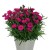 Goździk wieloletni Dianthus Carmen Purple długo kwitnący