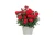 Goździk wieloletni Dianthus Carmen red