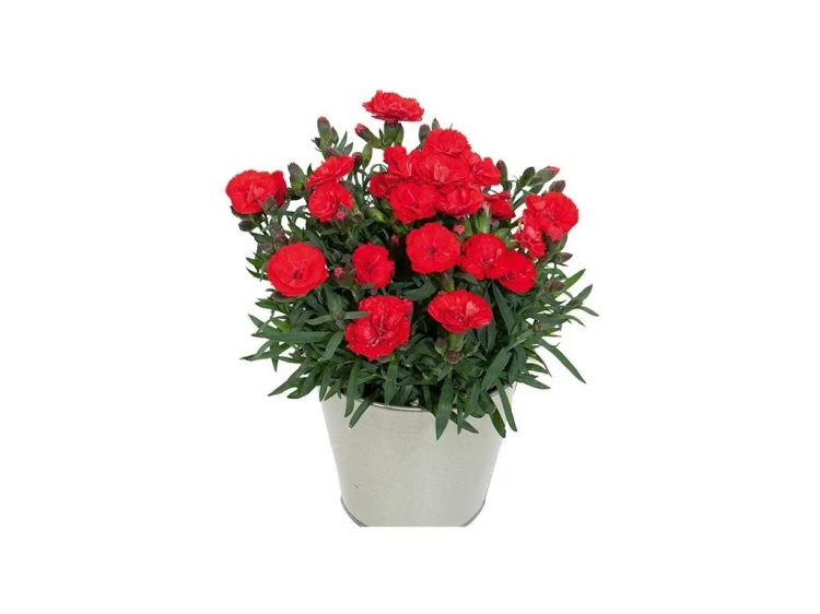 Goździk wieloletni Dianthus Carmen red
