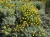 Santolina cyprysikowata – zimozielona roślina o srebrnych liściach