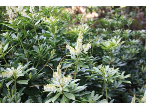 Pieris Japoński FUGA