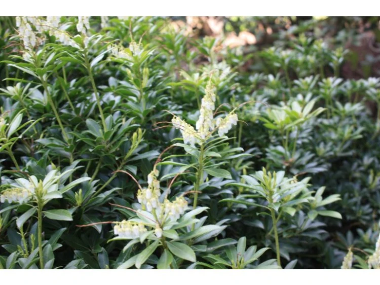 Pieris Japoński FUGA