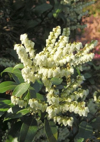 Pieris Japoński FUGA