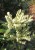 Pieris Japoński FUGA