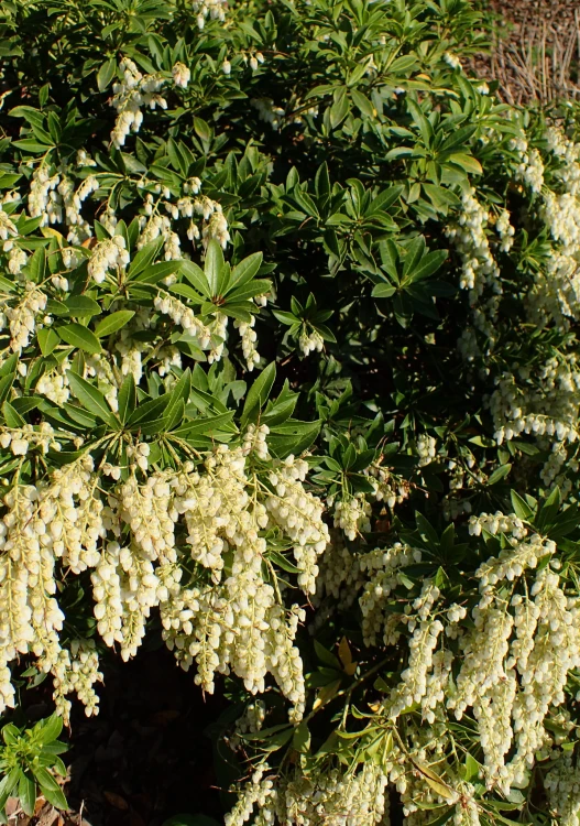 Pieris Japoński FUGA