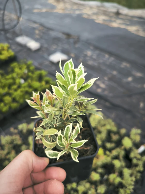 Pieris Japoński variegata
