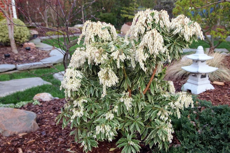 Pieris Japoński variegata