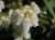 Pieris Japoński nocturne