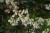 Pieris Japoński nocturne