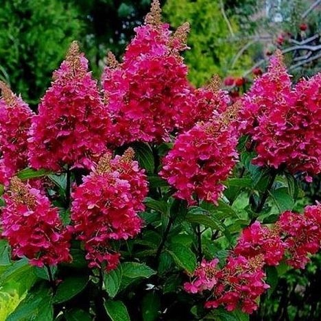 HORTENSJA BUKIETOWA WIMS RED P9