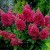 HORTENSJA BUKIETOWA WIMS RED P9
