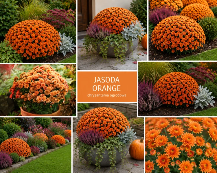 Chryzantema Jasoda Orange