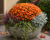 Chryzantema Jasoda Orange
