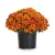Chryzantema Jasoda Orange