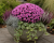 chryzantema Jasoda PINK DARK