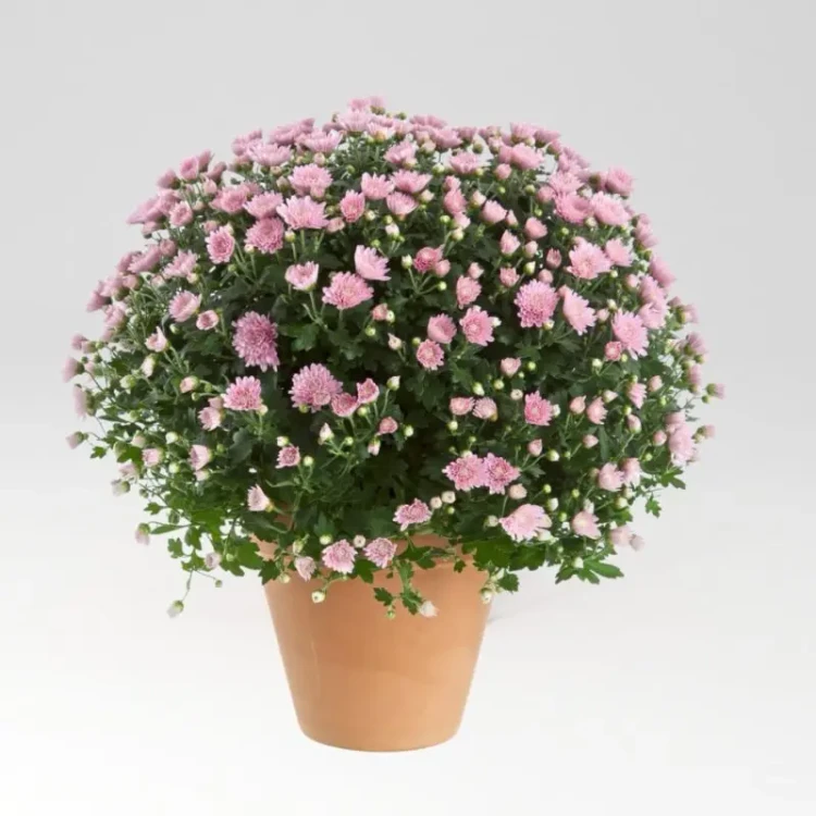 chryzantema Jasoda PINK DARK