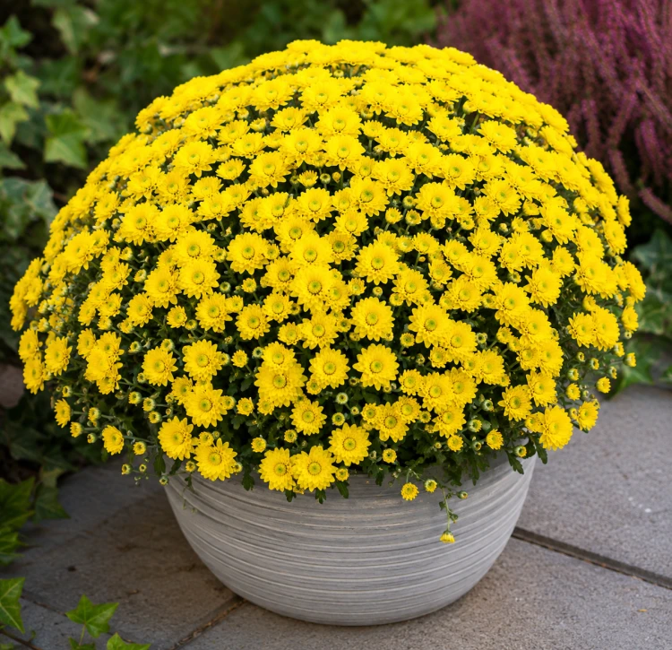 Chryzantema JASODA  DARK YELLOW
