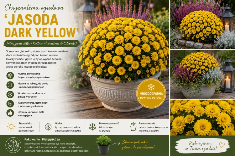 Chryzantema JASODA  DARK YELLOW