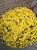 Chryzantema JASODA  DARK YELLOW