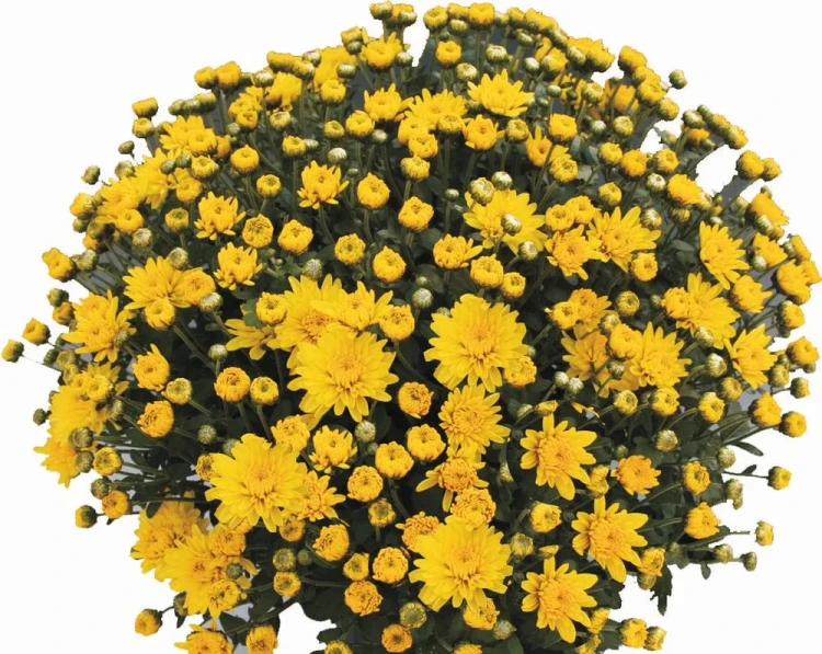 Chryzantema JASODA  DARK YELLOW
